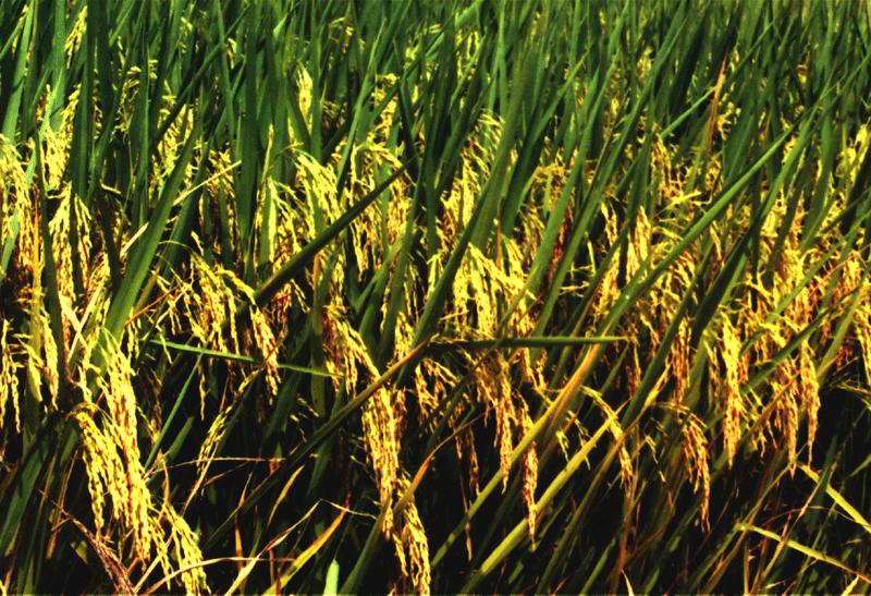 点击在新窗口中打开