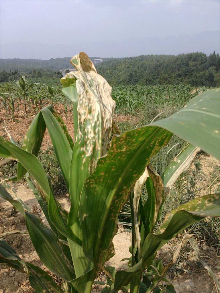 点击在新窗口中打开