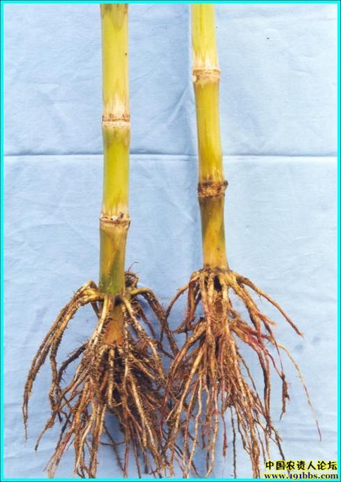 点击在新窗口中打开