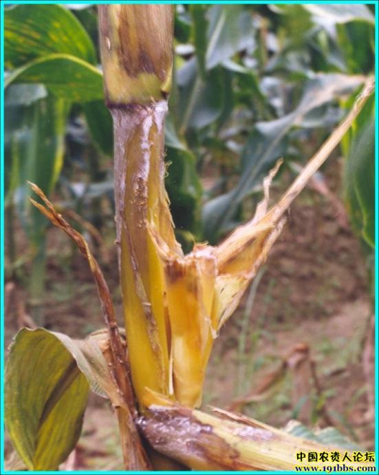 点击在新窗口中打开