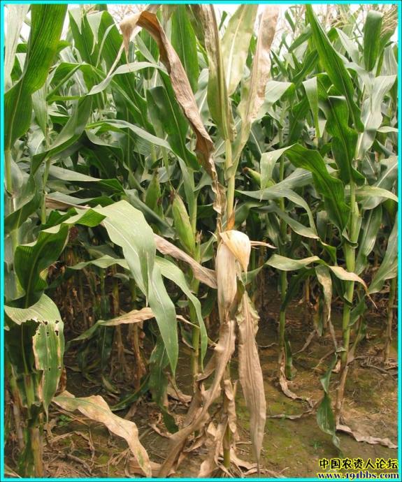 点击在新窗口中打开