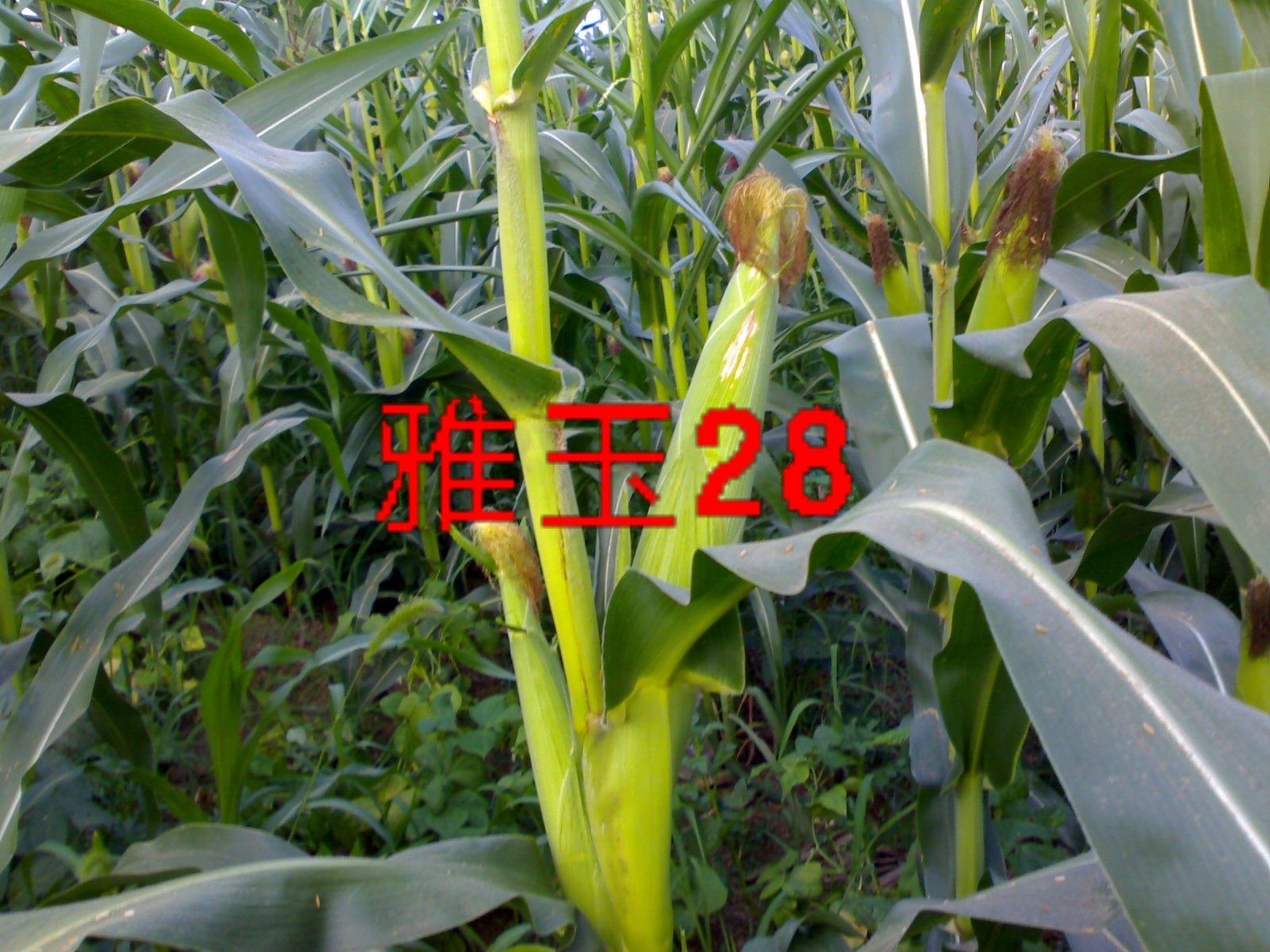 点击在新窗口中打开