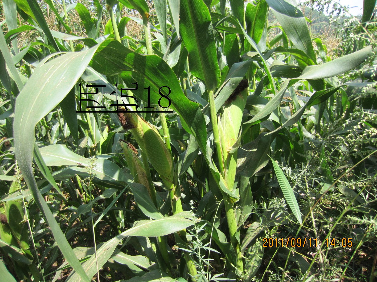 点击在新窗口中打开