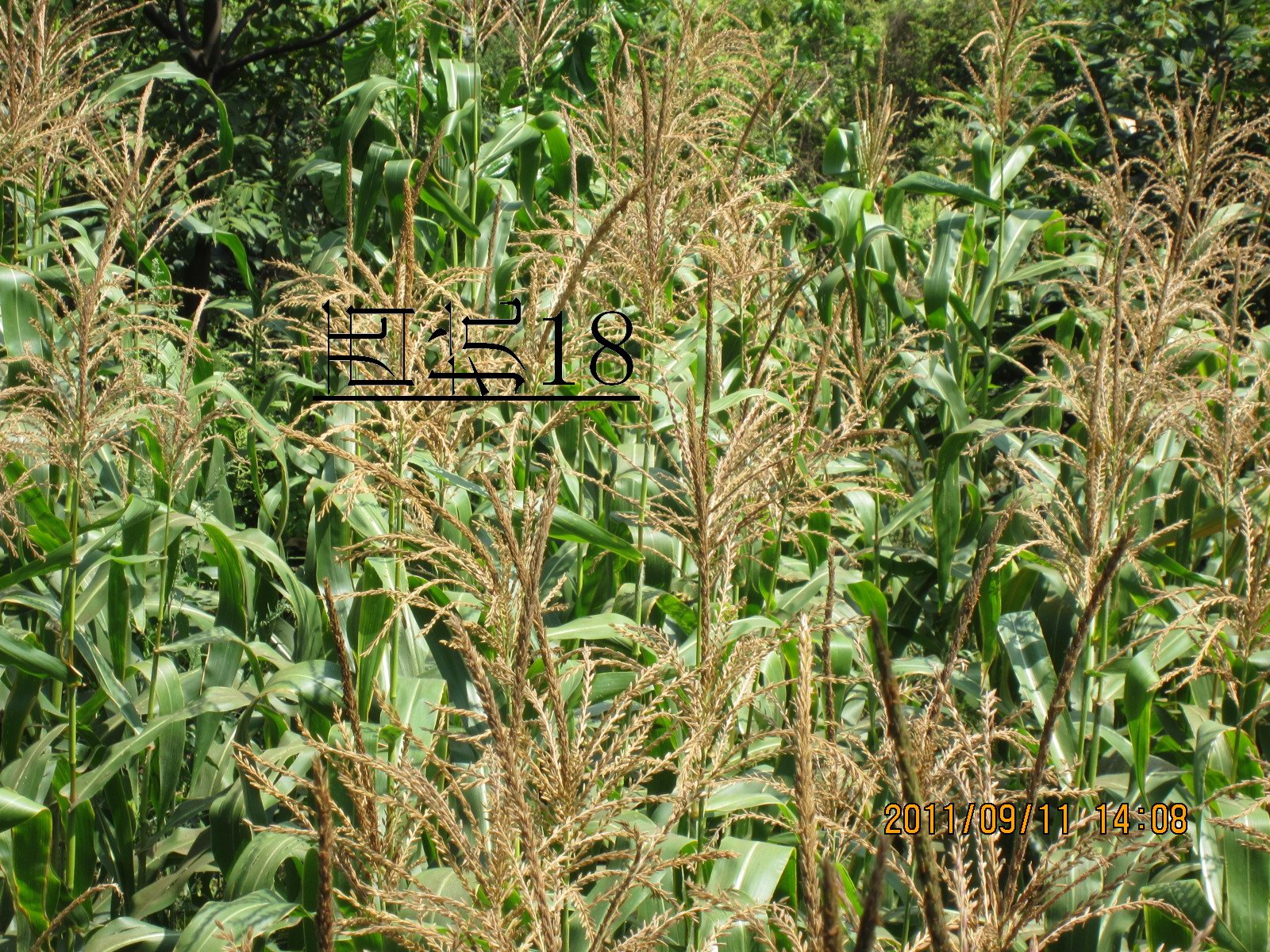 点击在新窗口中打开