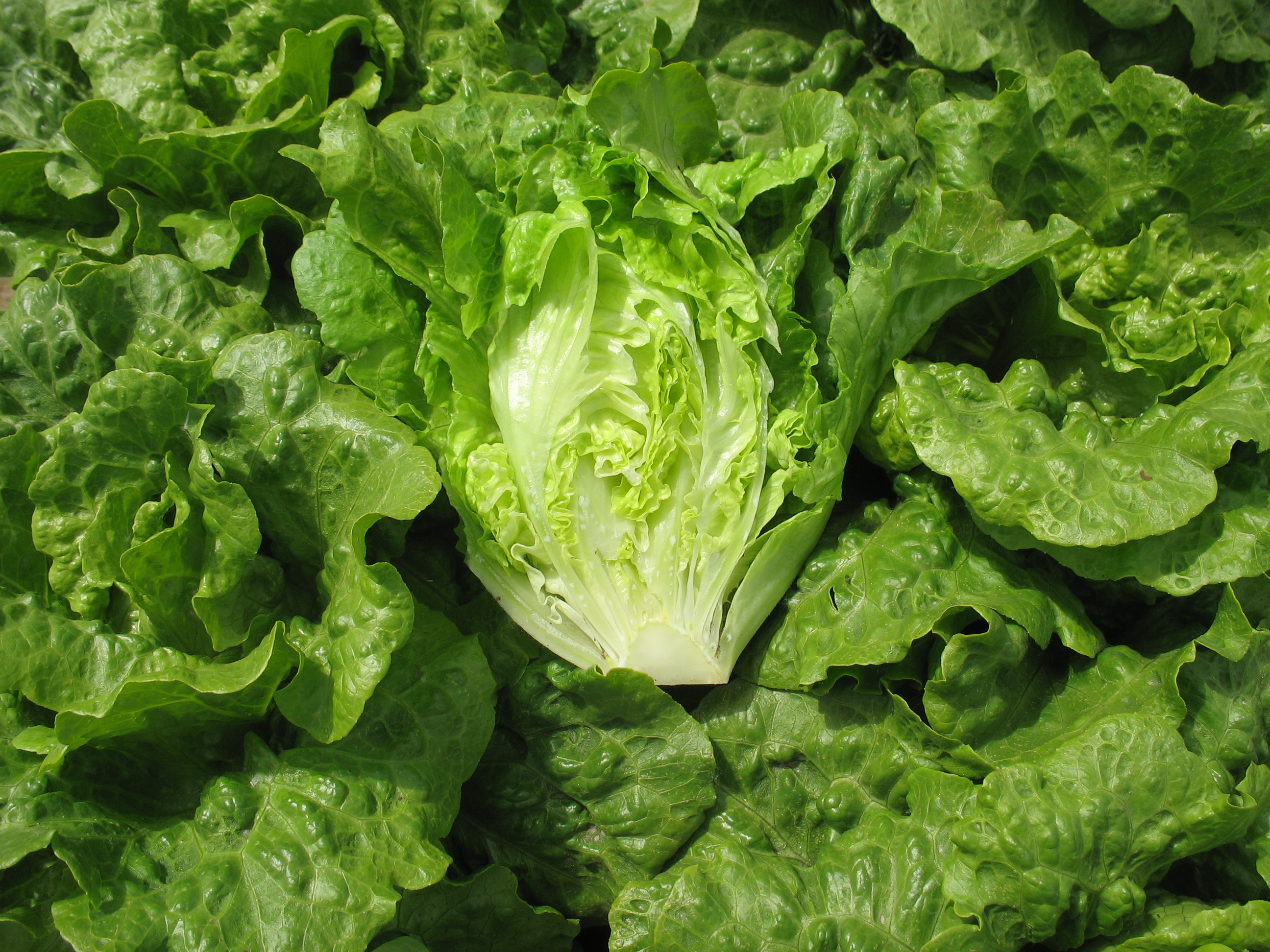 点击在新窗口中打开