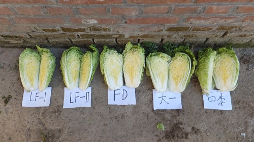 点击在新窗口中打开