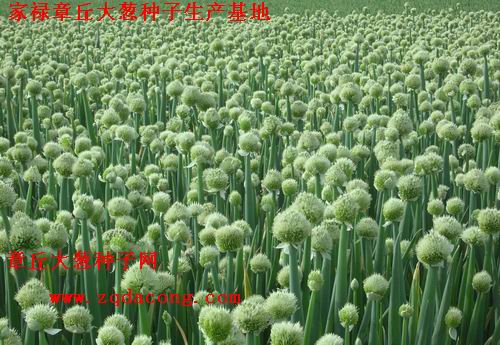 点击在新窗口中打开