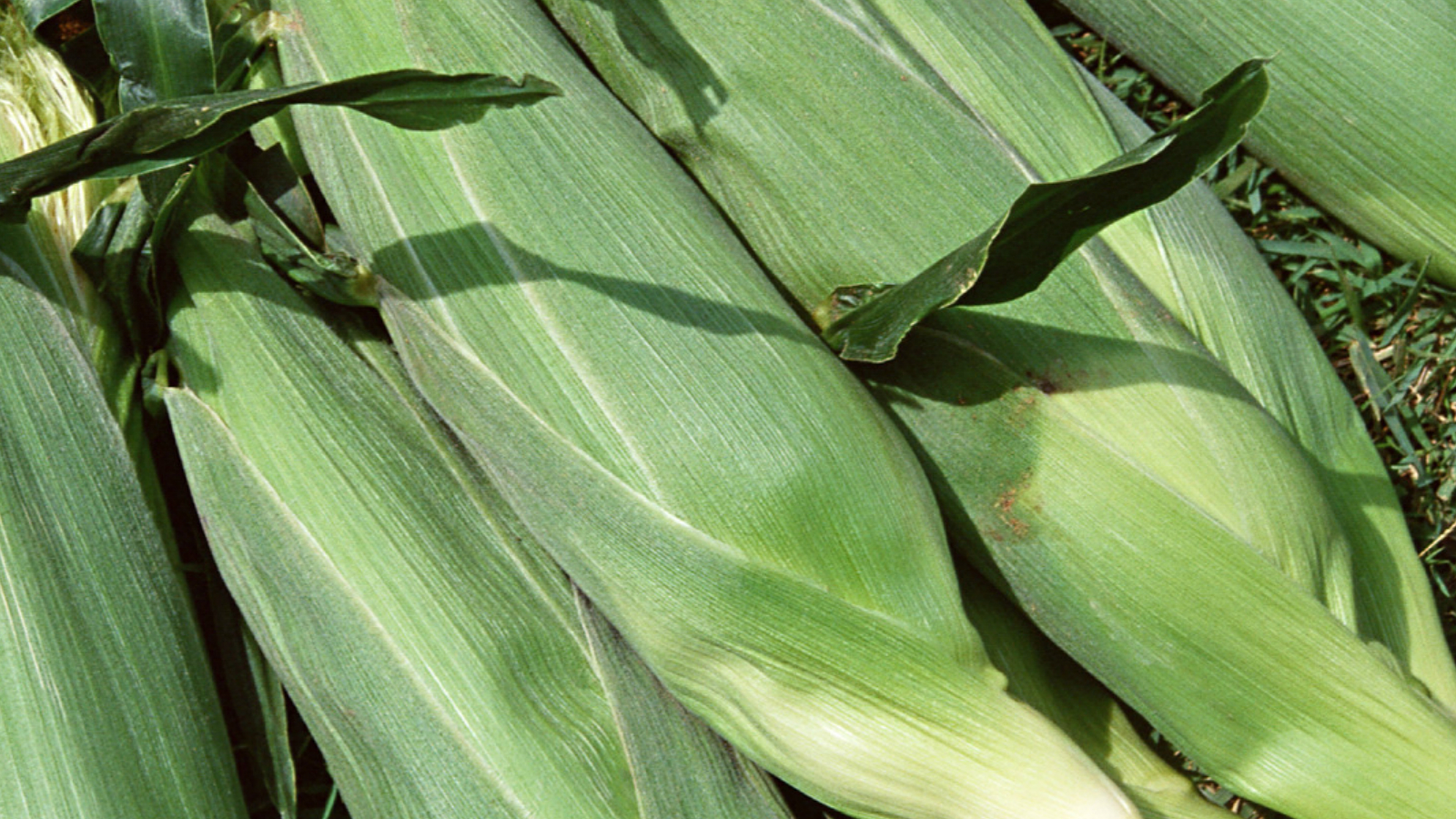 点击在新窗口中打开