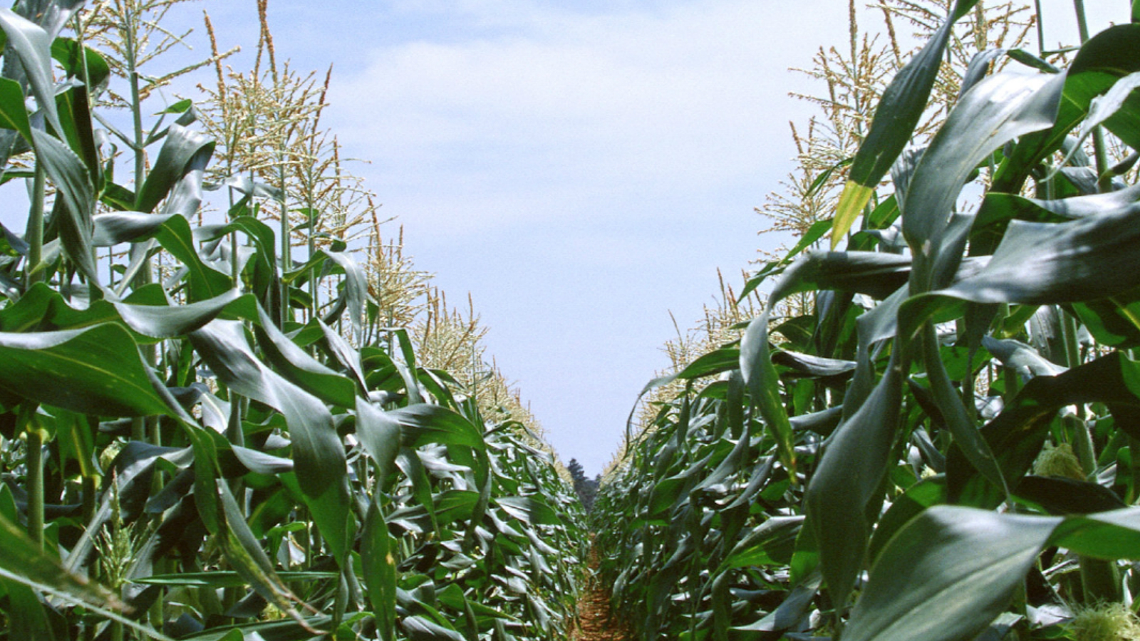 点击在新窗口中打开