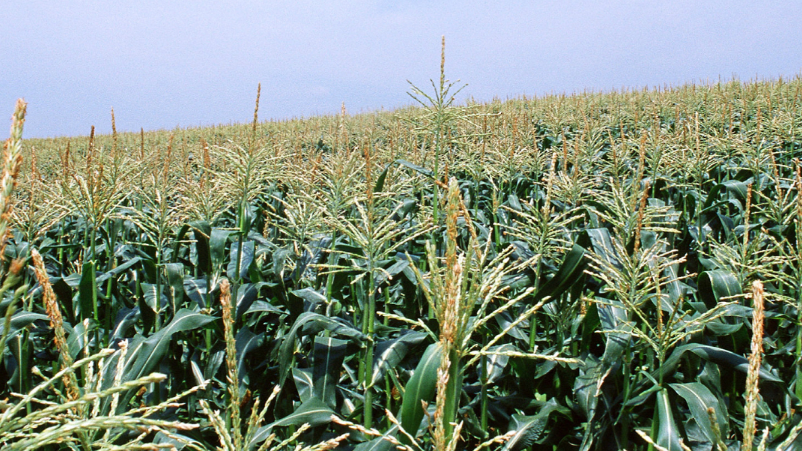 点击在新窗口中打开