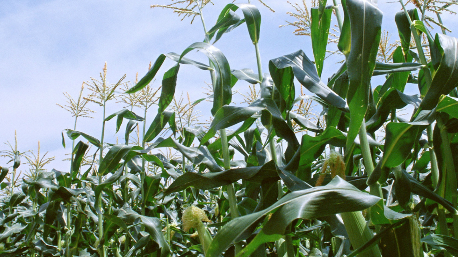 点击在新窗口中打开