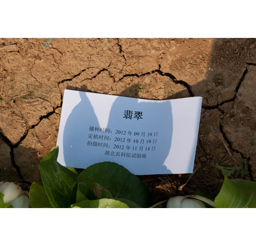 点击在新窗口中打开