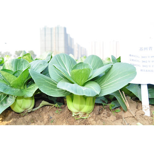 点击在新窗口中打开