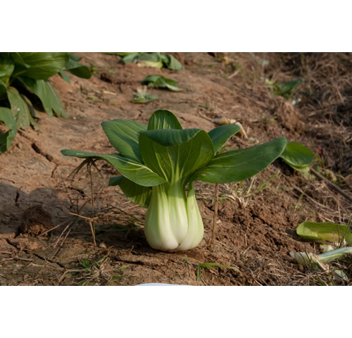 点击在新窗口中打开