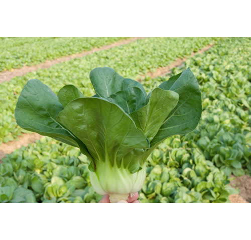 点击在新窗口中打开