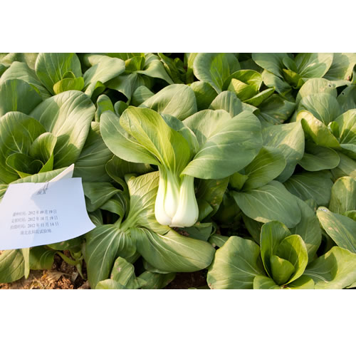 点击在新窗口中打开