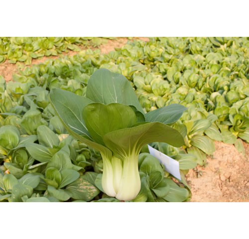 点击在新窗口中打开