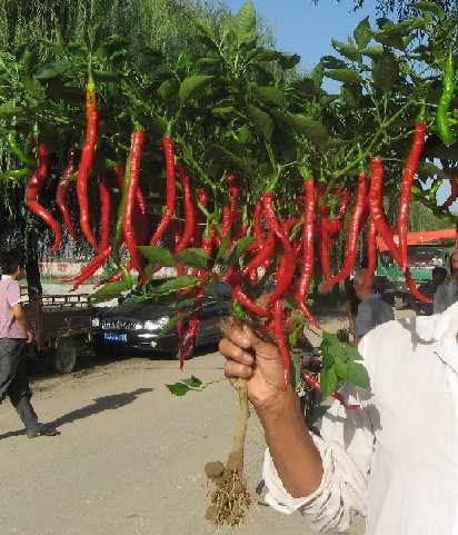 点击在新窗口中打开