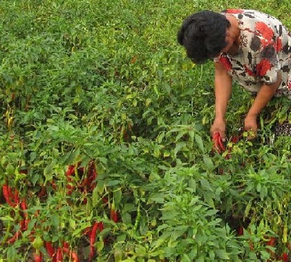 点击在新窗口中打开