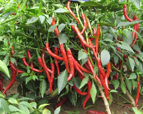 点击在新窗口中打开