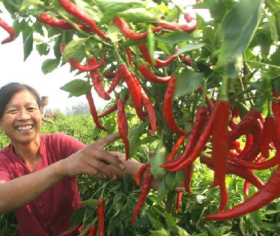 点击在新窗口中打开