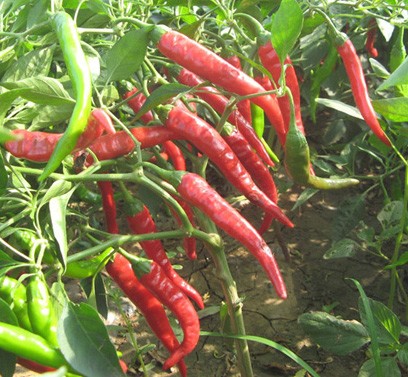 点击在新窗口中打开