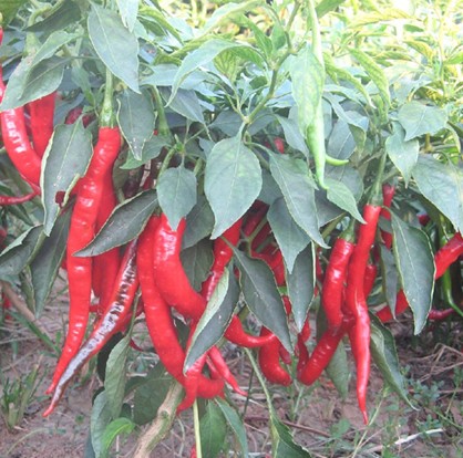 点击在新窗口中打开