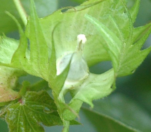 点击在新窗口中打开