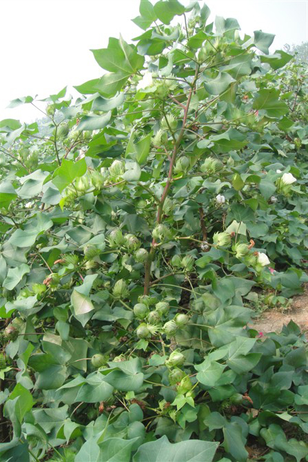 点击在新窗口中打开