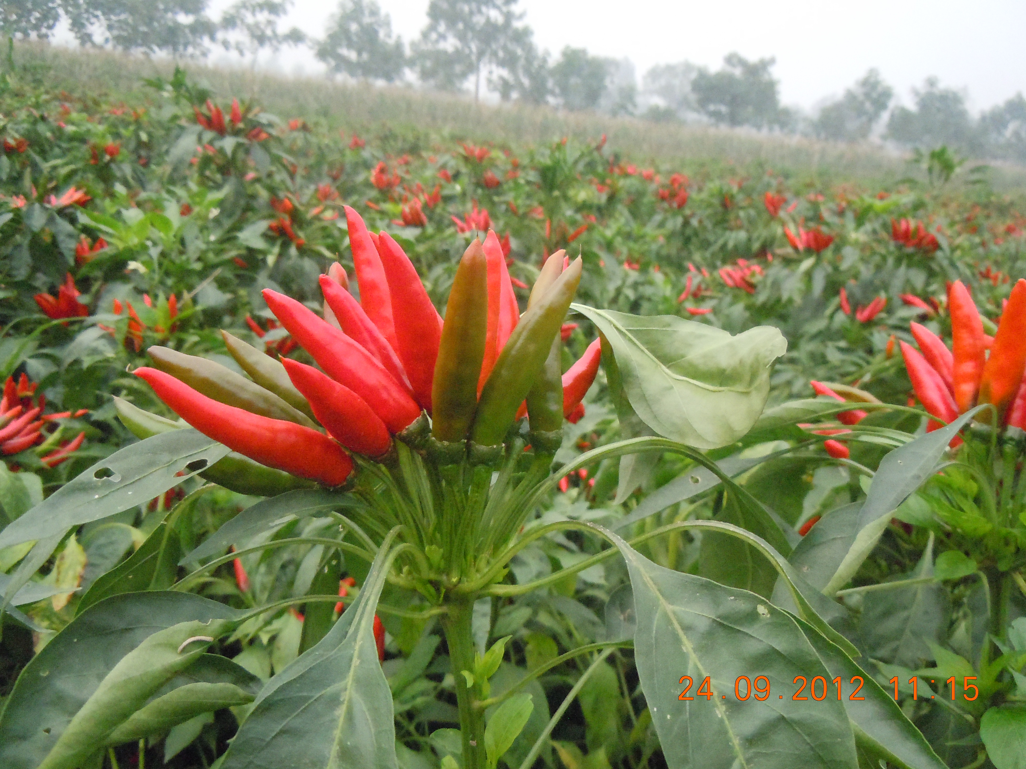 点击在新窗口中打开