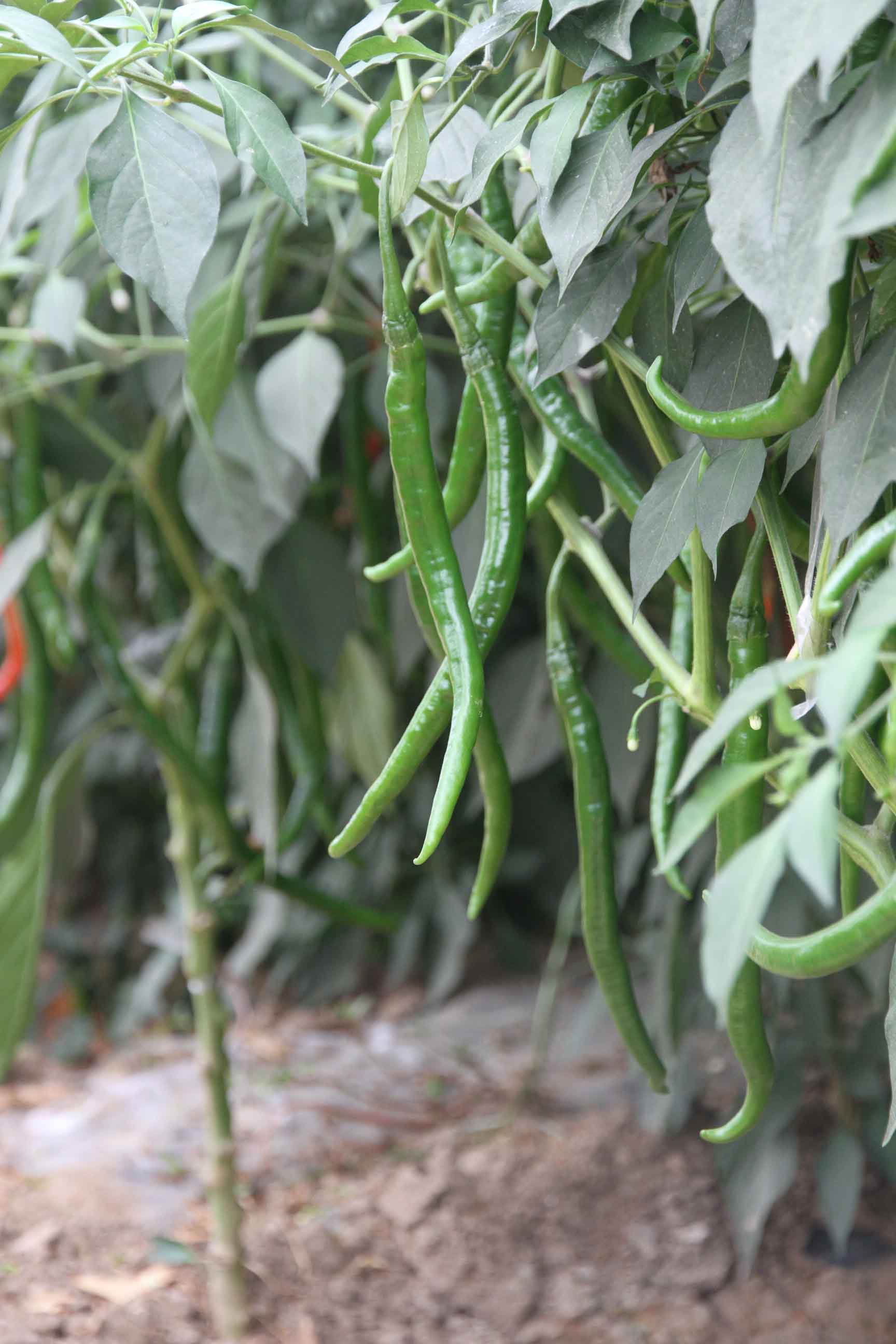 点击在新窗口中打开