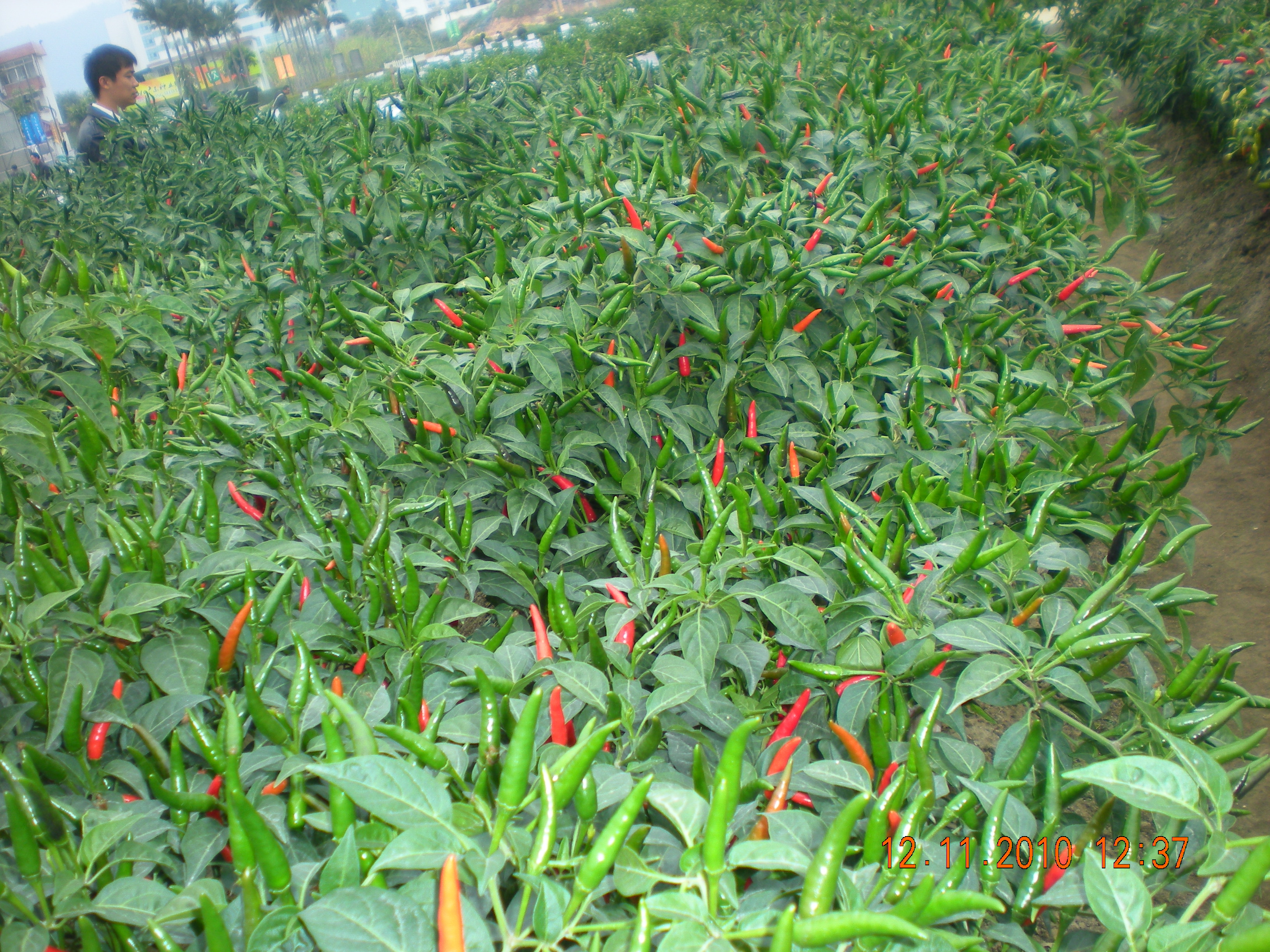 点击在新窗口中打开