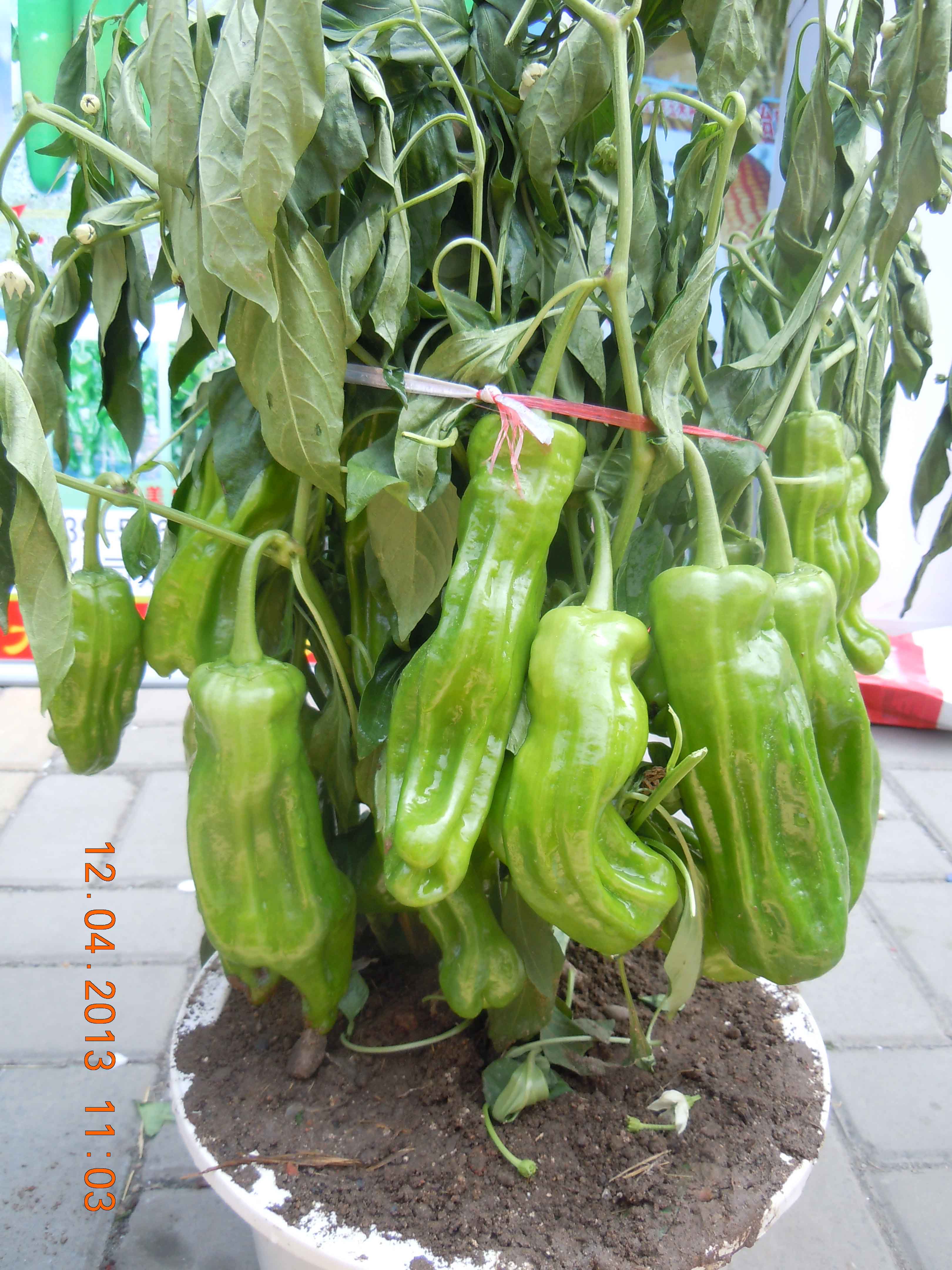 点击在新窗口中打开