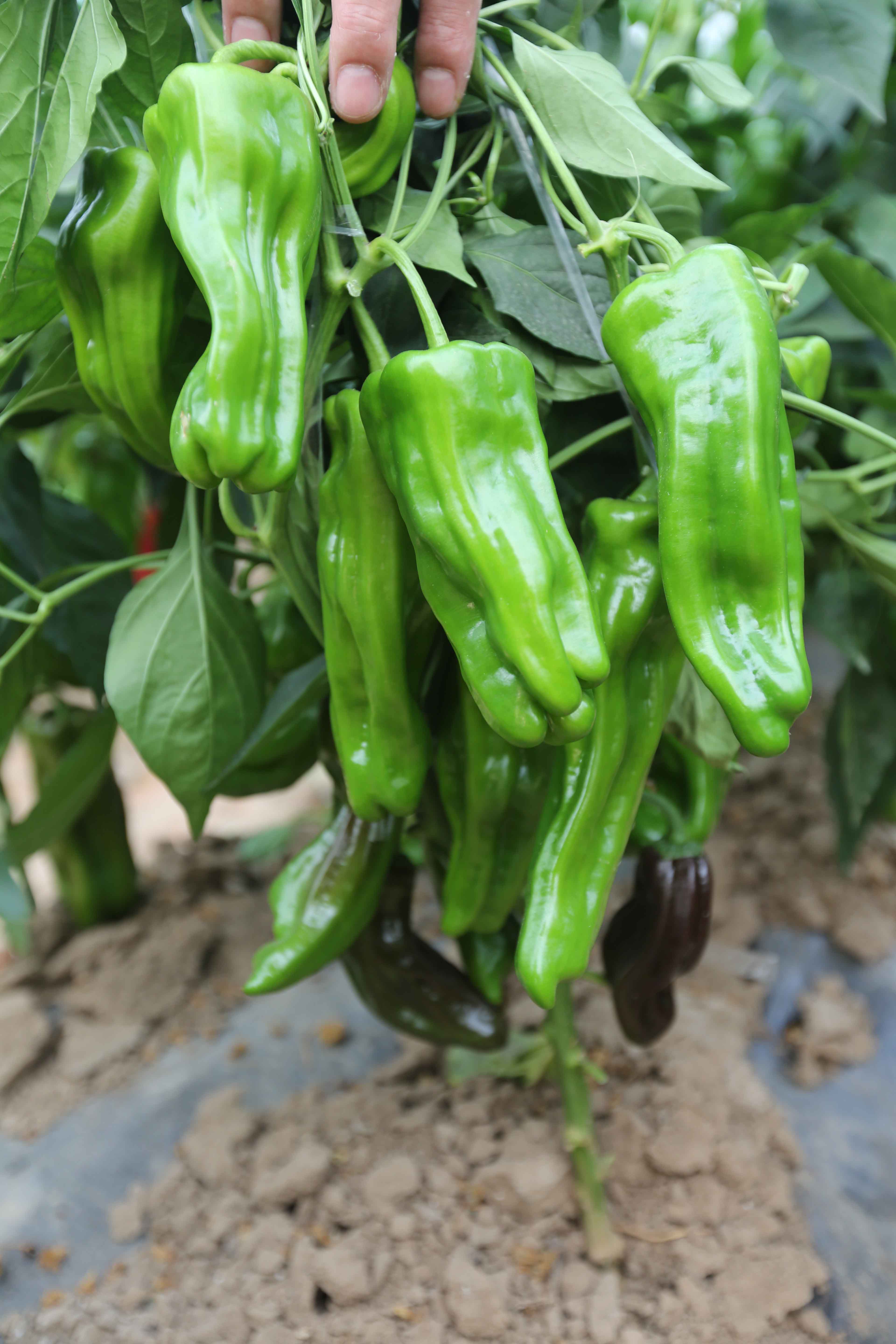 点击在新窗口中打开