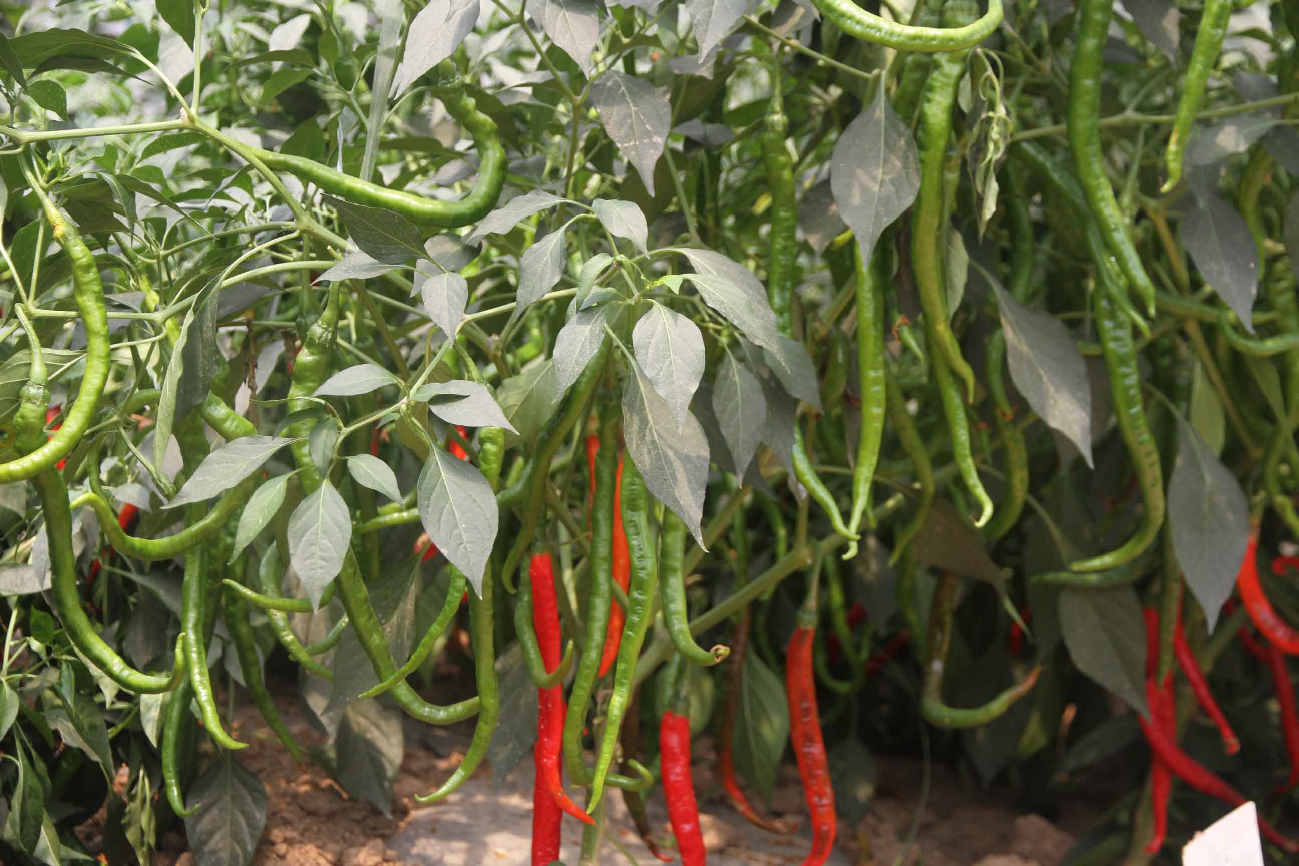 点击在新窗口中打开