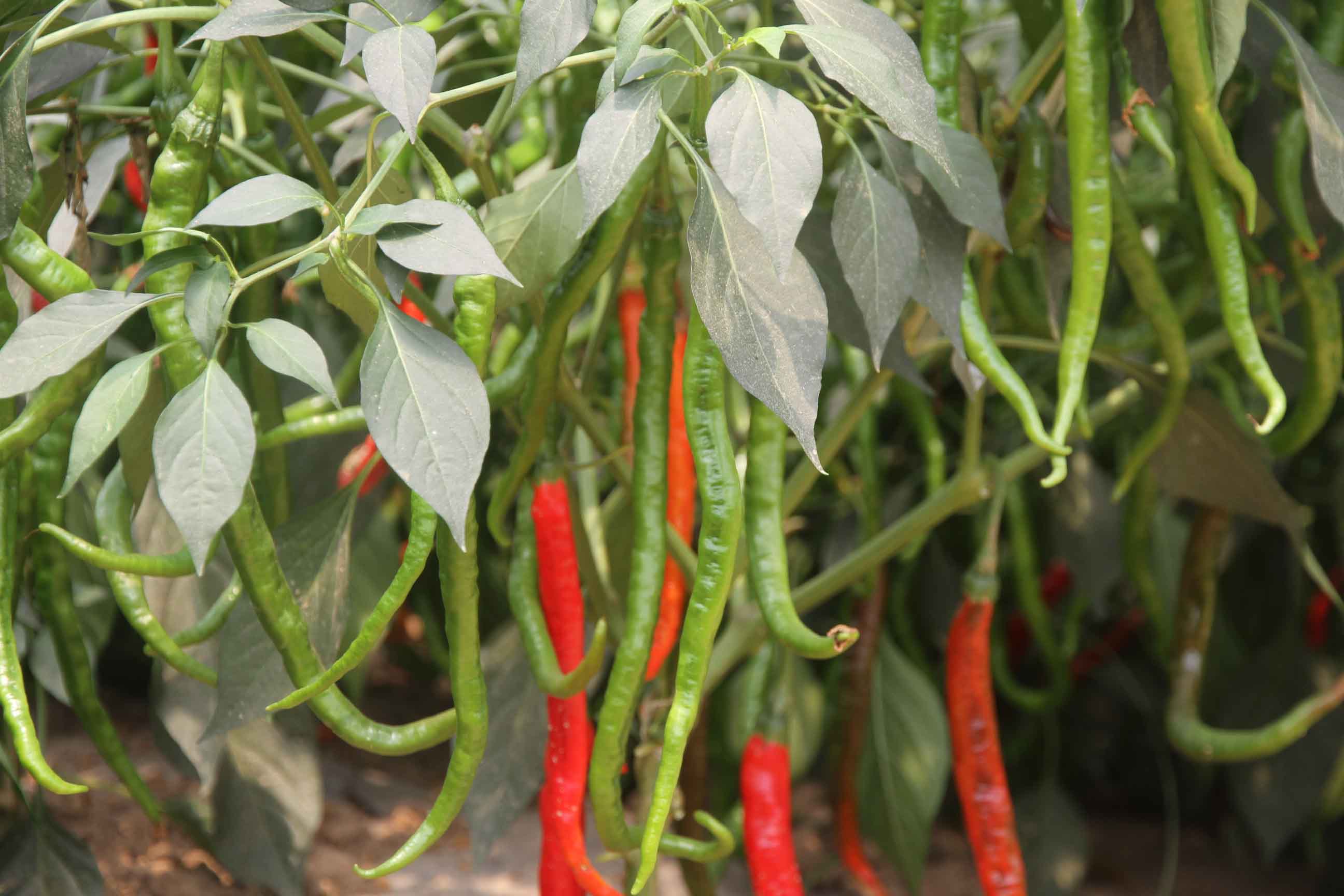 点击在新窗口中打开