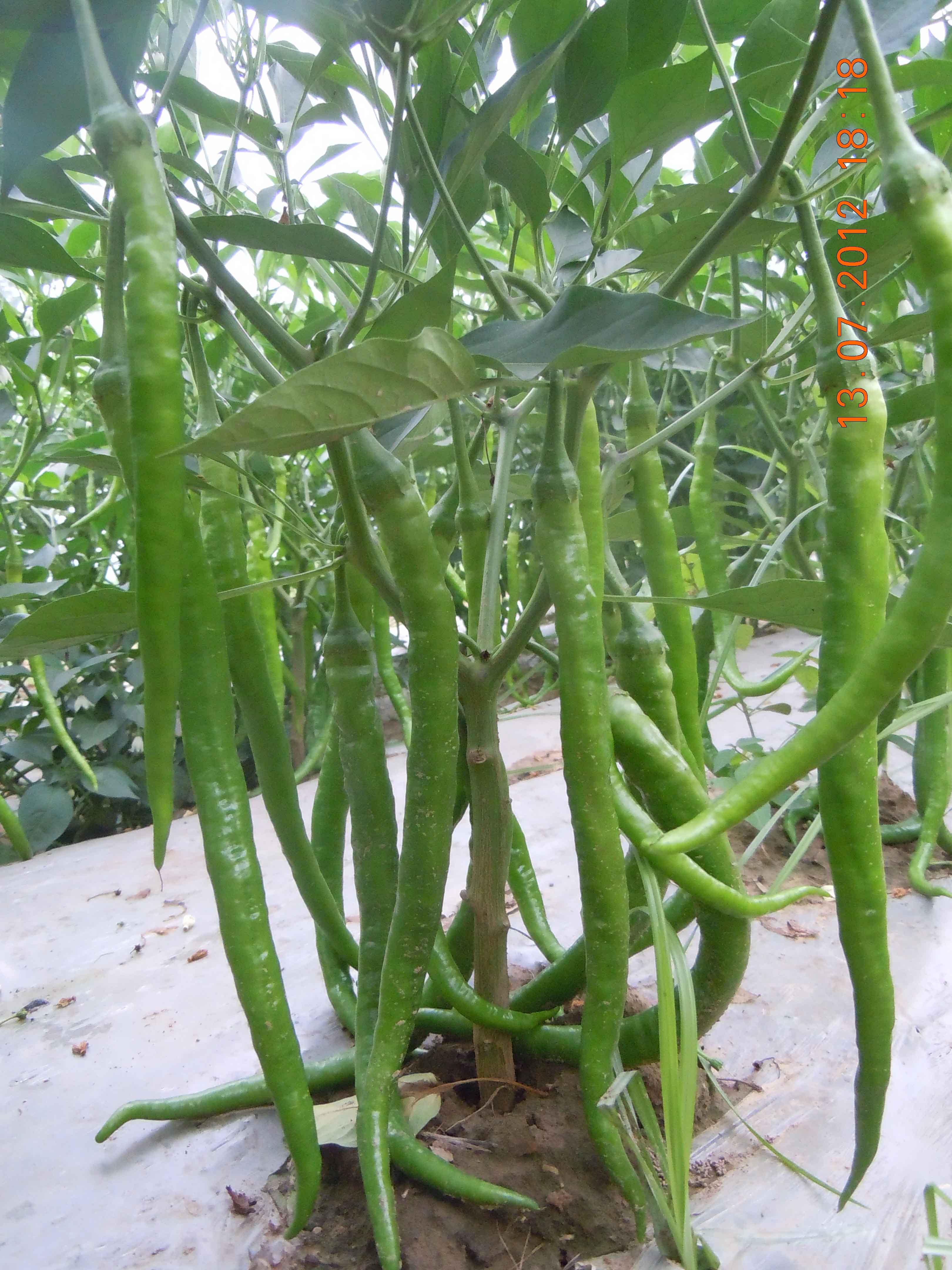 点击在新窗口中打开