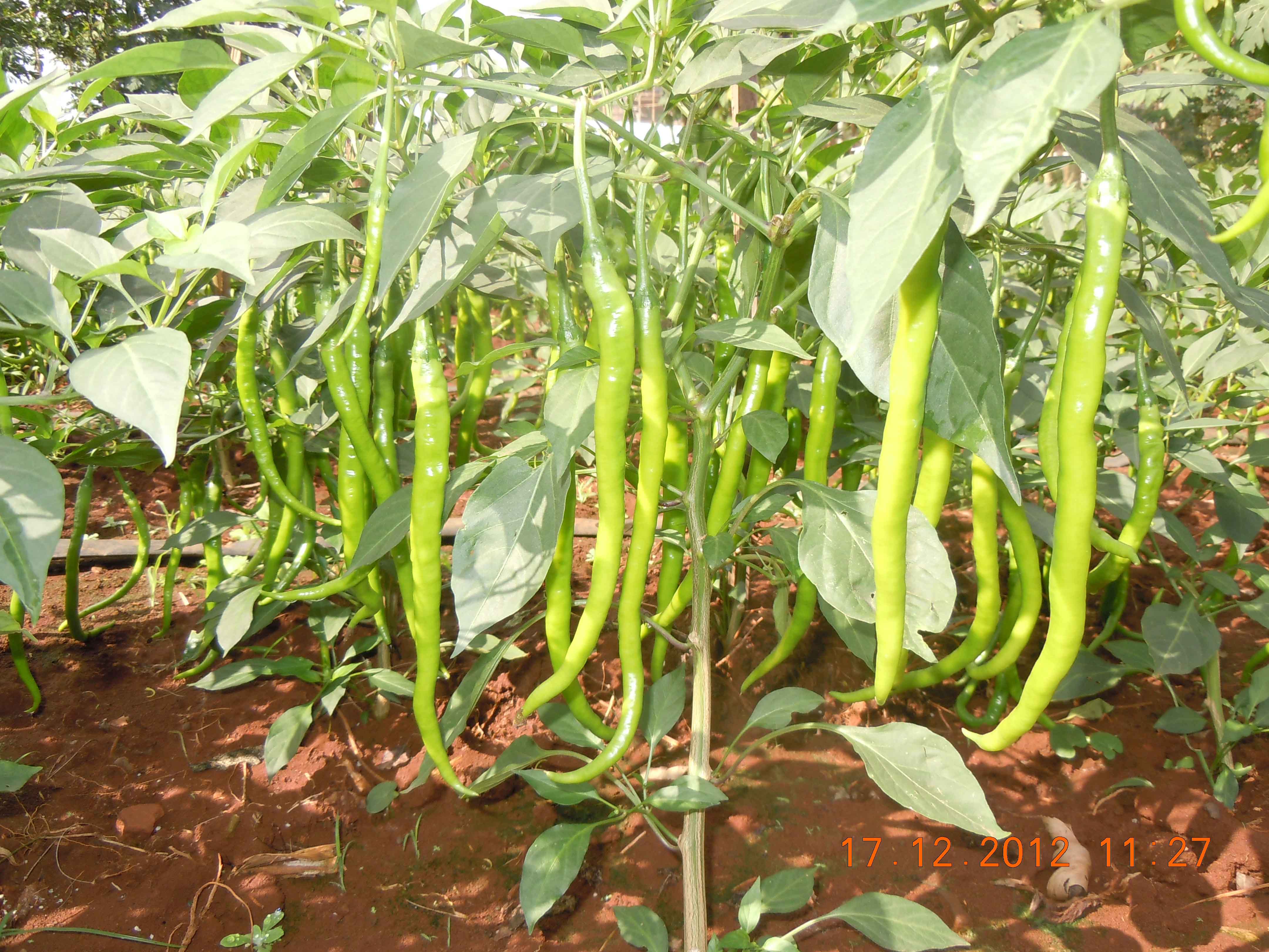 点击在新窗口中打开