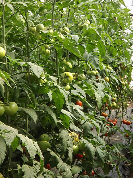 点击在新窗口中打开