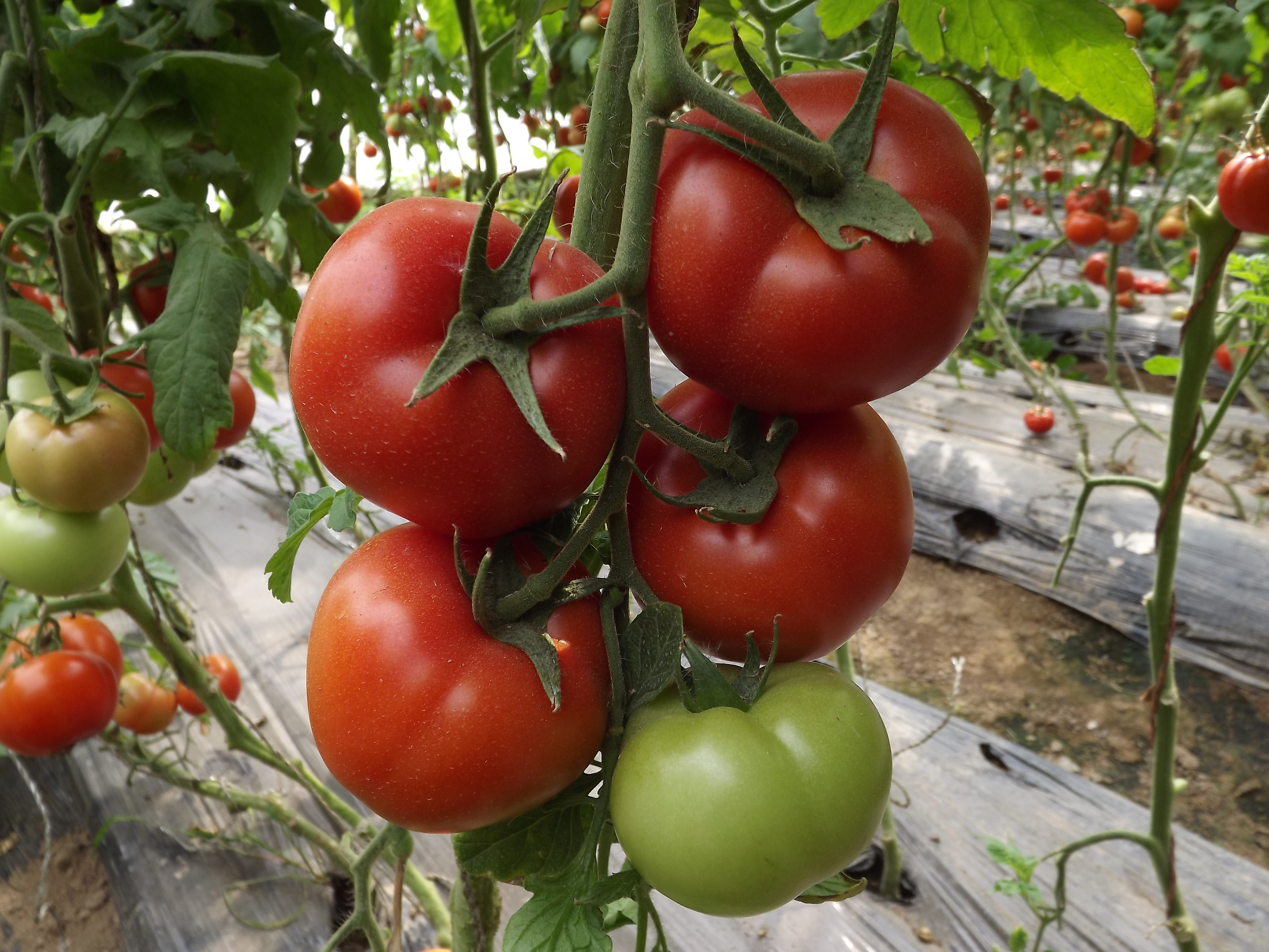 点击在新窗口中打开