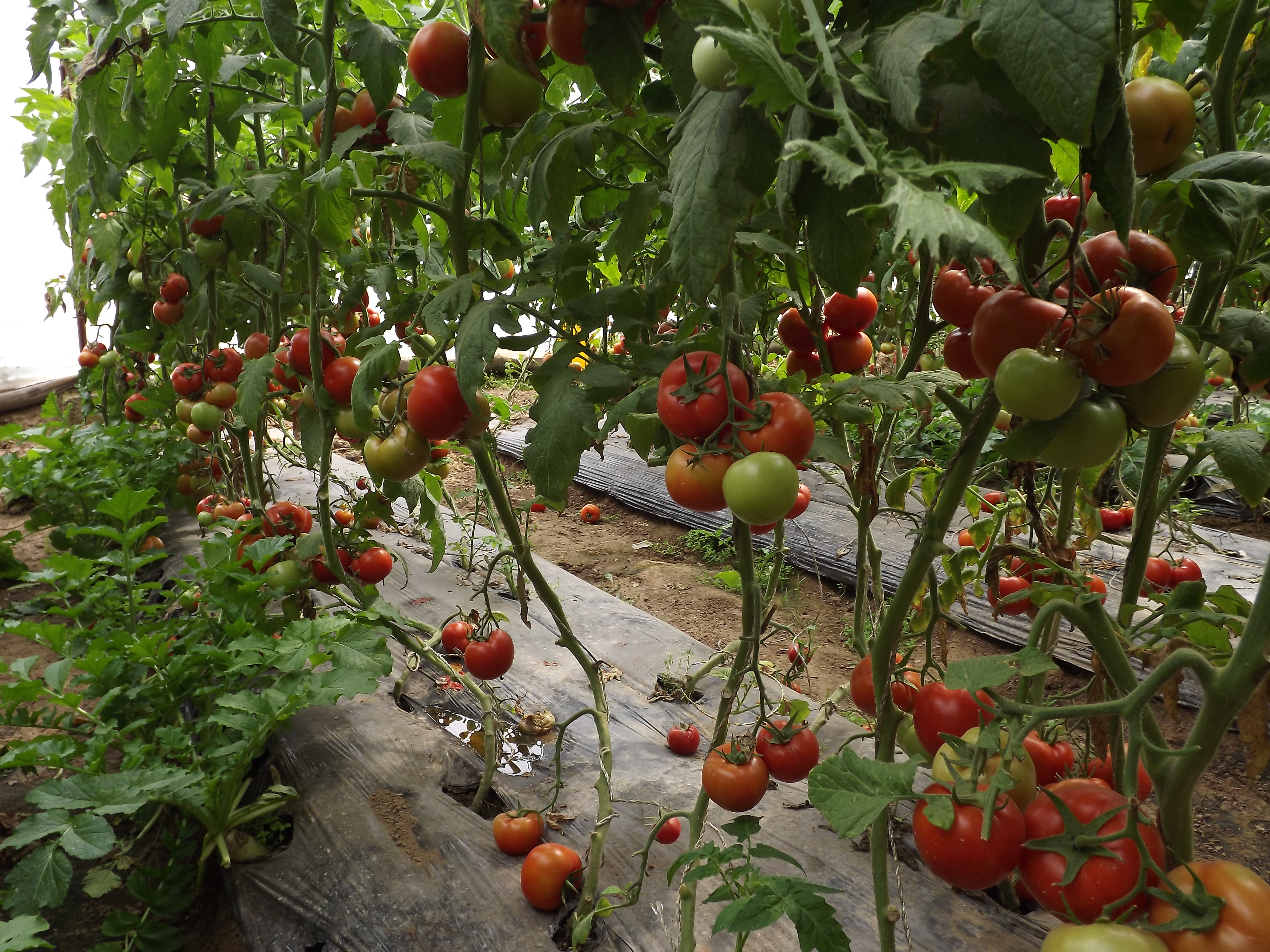 点击在新窗口中打开