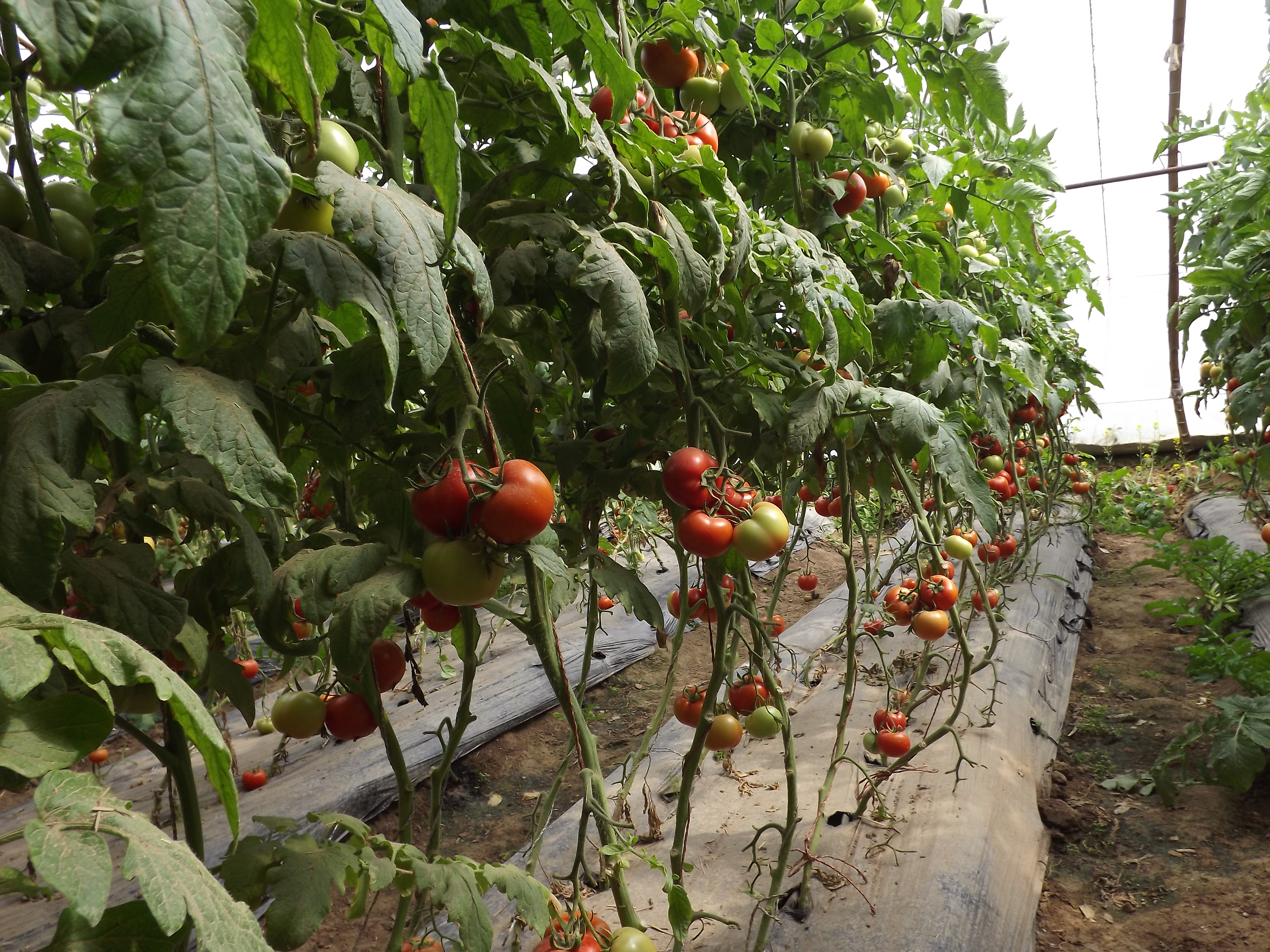 点击在新窗口中打开