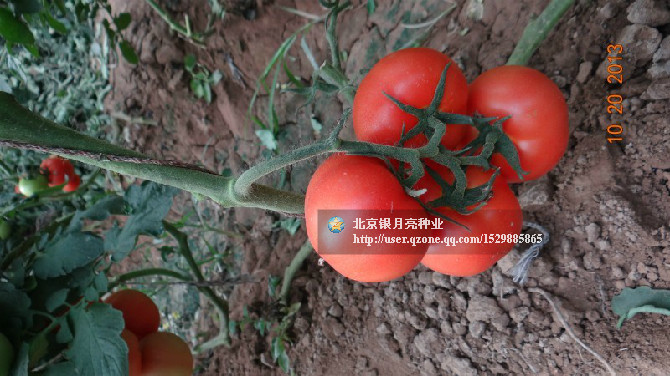 点击在新窗口中打开