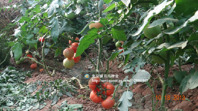 点击在新窗口中打开