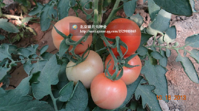 点击在新窗口中打开