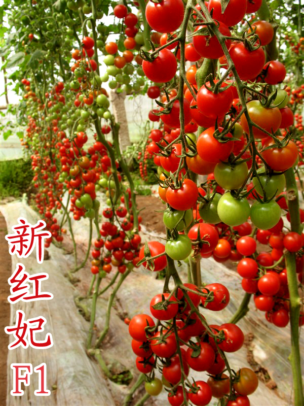 点击在新窗口中打开