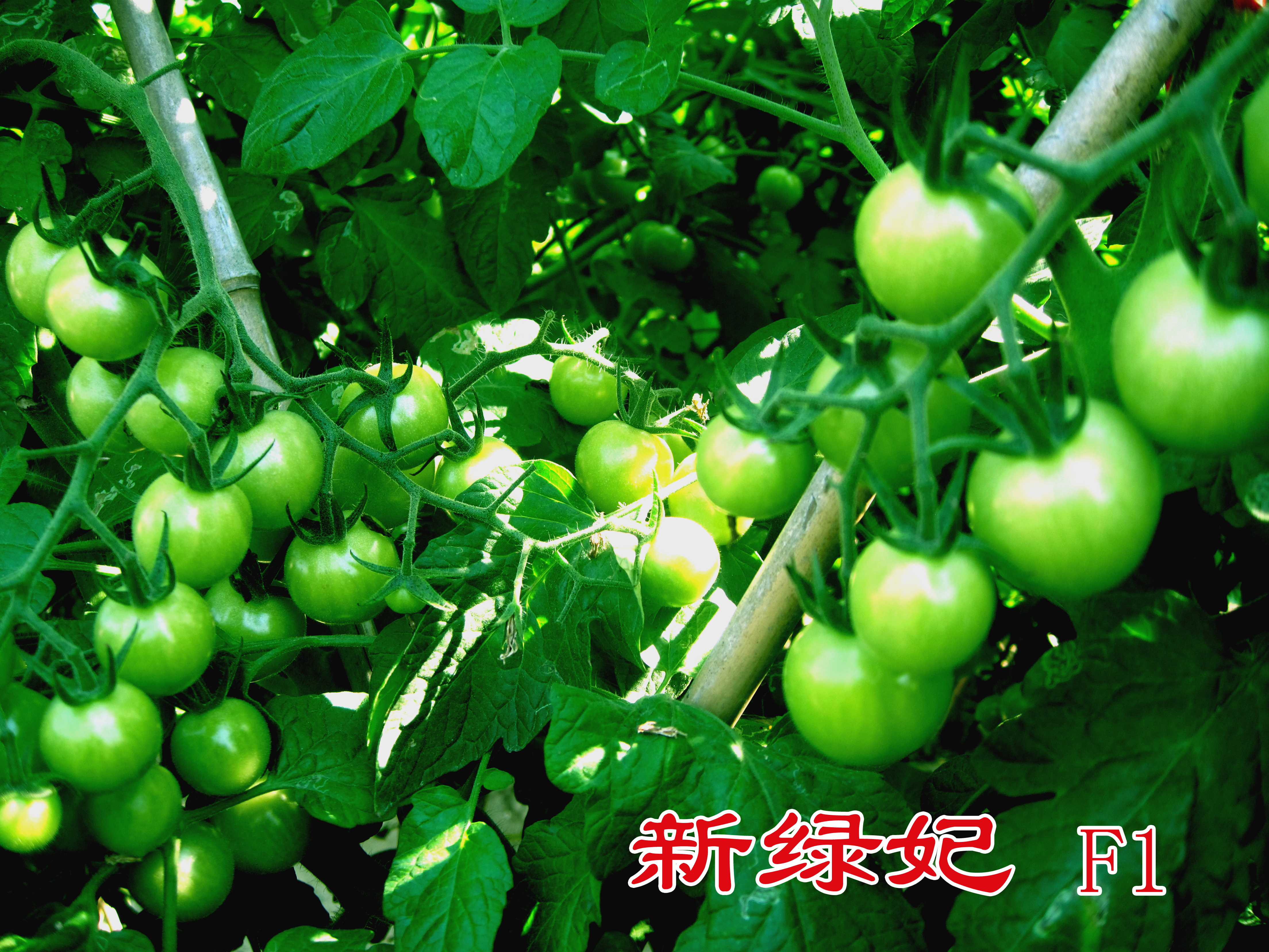 点击在新窗口中打开