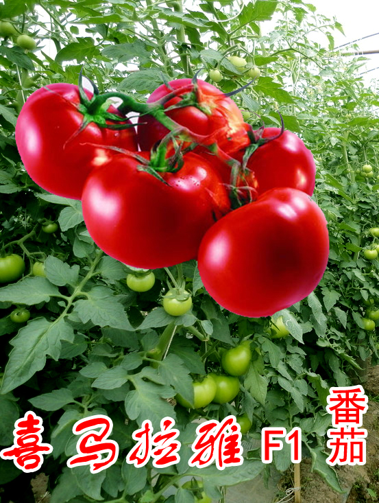 点击在新窗口中打开