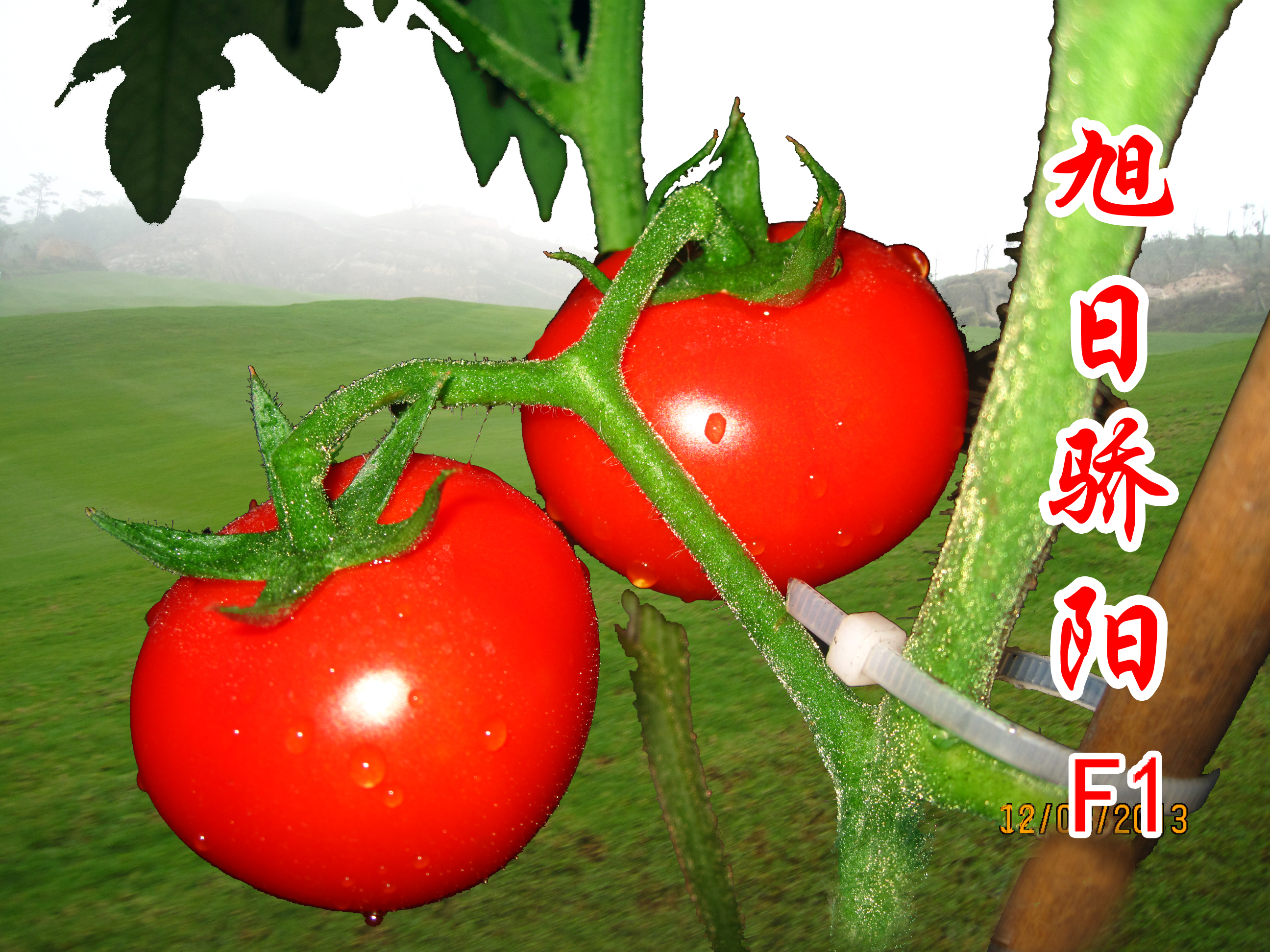 点击在新窗口中打开