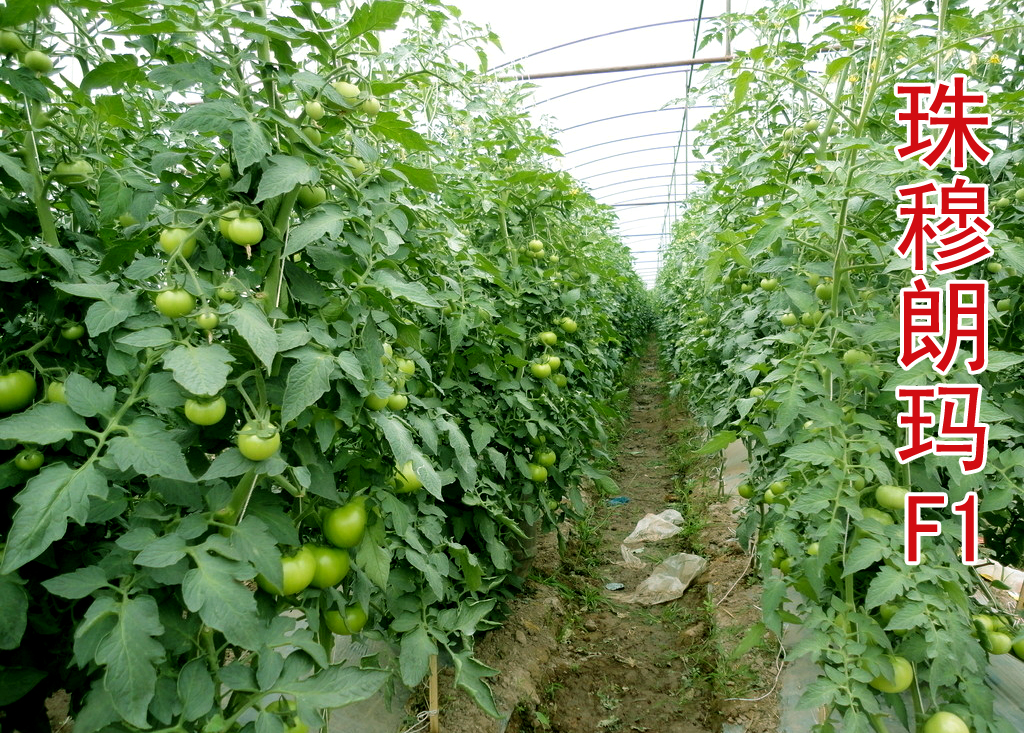 点击在新窗口中打开